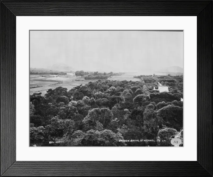 Framed Print : Orange Grove, St. Michael, Azores 1873 Framed Print : Orange Grove, St. Michael, Azores 1873