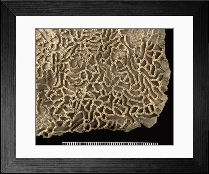 Framed Print : Halysites, chain coral Framed Print : Halysites, chain coral