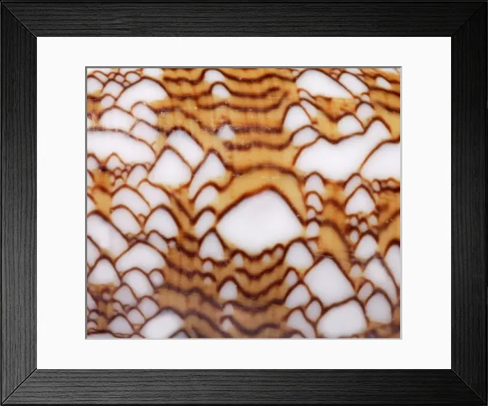Framed Print : Conus textile, textile cone Framed Print : Conus textile, textile cone