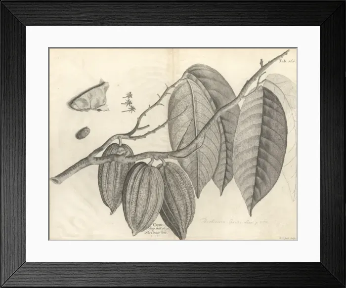 Framed Print : Theobroma cacao, cocoa Framed Print : Theobroma cacao, cocoa