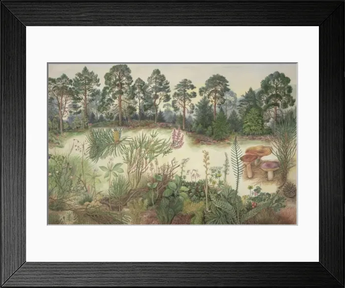 Framed Print : Scottish Pine Forest Framed Print : Scottish Pine Forest