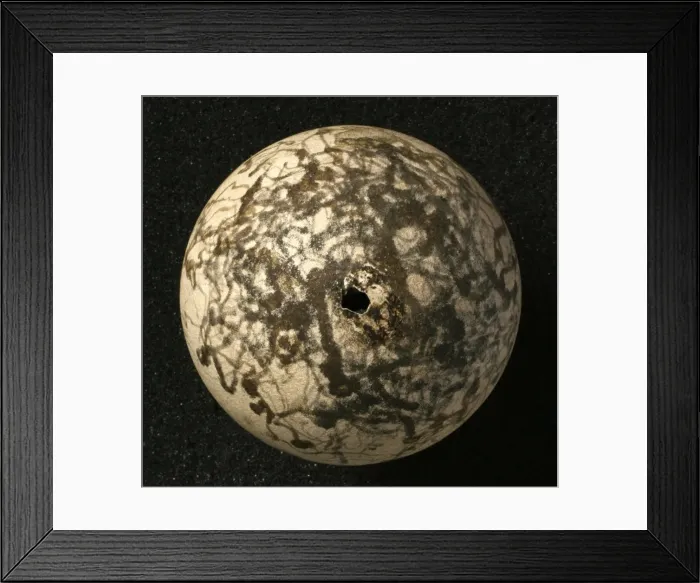 Framed Print : Pinguinus impennis, great auk Framed Print : Pinguinus impennis, great auk