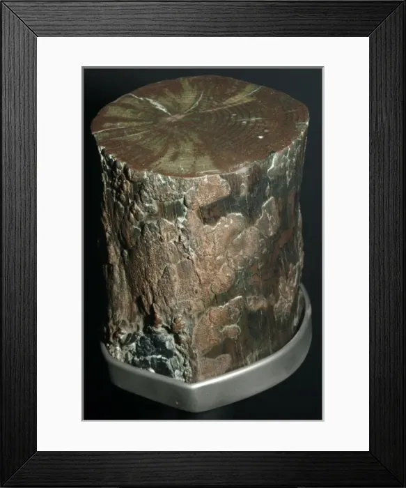 Framed Print : Mineral replacement Framed Print : Mineral replacement
