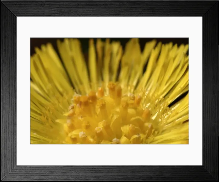 Framed Print : Tussilago farfara, coltsfoot Framed Print : Tussilago farfara, coltsfoot