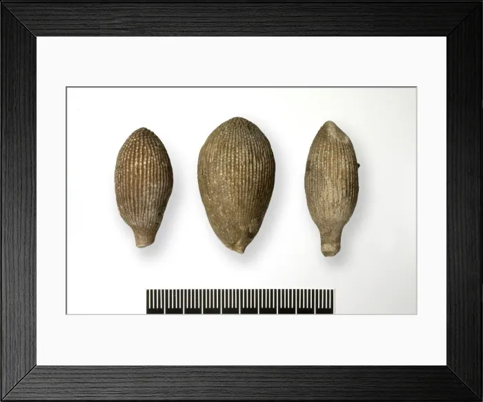 Framed Print : Jew Stones or sea urchin spines Framed Print : Jew Stones or sea urchin spines