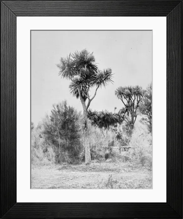 Framed Print : Cordyline liliaceous tree, peculiar to New Zealand Framed Print : Cordyline liliaceous tree, peculiar to New Zealand