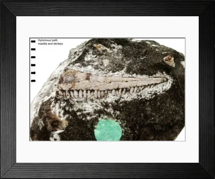 Framed Print : Hylomous lyelli Framed Print : Hylomous lyelli