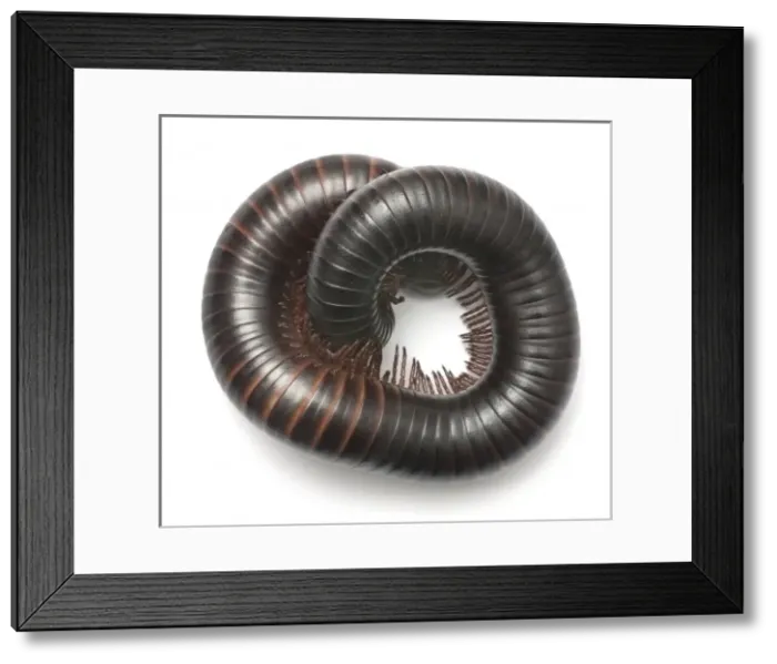 Framed Print : Archispirostreptus gigas, African giant black millipede Framed Print : Archispirostreptus gigas, African giant black millipede
