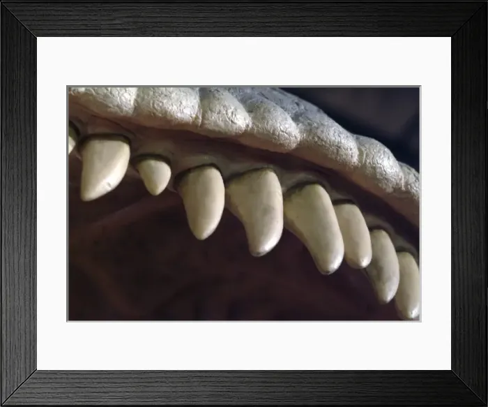 Framed Print : Tyrannosaurus rex Framed Print : Tyrannosaurus rex