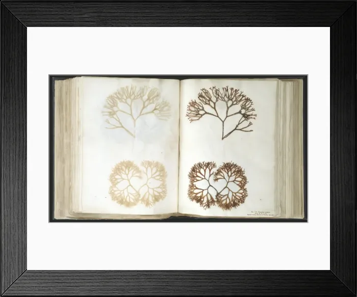Framed Print : Chondus cripus, carrageen moss Framed Print : Chondus cripus, carrageen moss