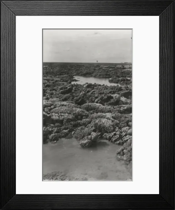 Framed Print : Photograph of corals from the Yonge collection Framed Print : Photograph of corals from the Yonge collection