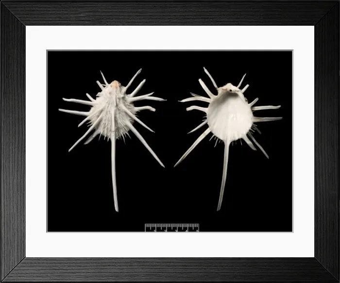 Framed Print : Spomdylus imperialis, imperial thorny oyster Framed Print : Spomdylus imperialis, imperial thorny oyster
