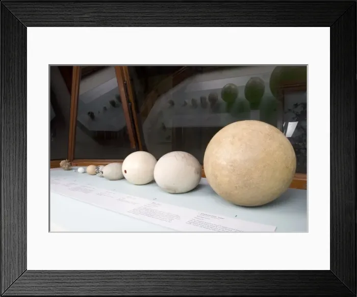 Framed Print : Egg display in the Bird Gallery of the Natural History Museu Framed Print : Egg display in the Bird Gallery of the Natural History Museu