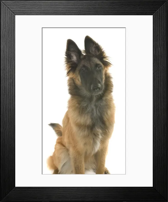 Framed Print : Saffy a Belgian shepherd Framed Print : Saffy a Belgian shepherd