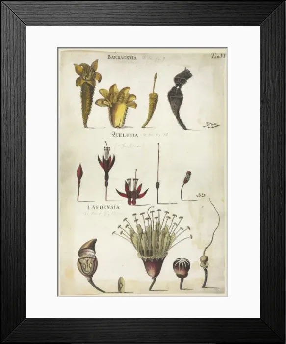 Framed Print : Barbacenia, Quelusia, Lafoensia Framed Print : Barbacenia, Quelusia, Lafoensia