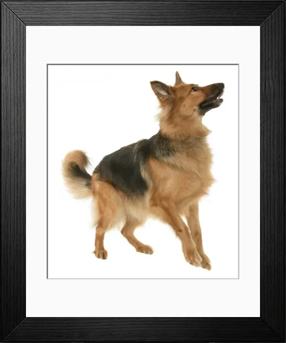 Framed Print : German shepherd Framed Print : German shepherd