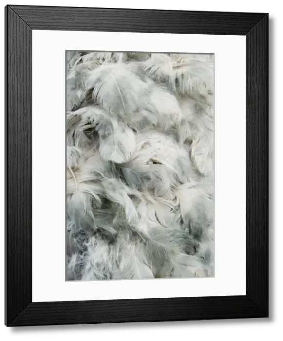 Framed Print : Raphus cucullatus, dodo Framed Print : Raphus cucullatus, dodo