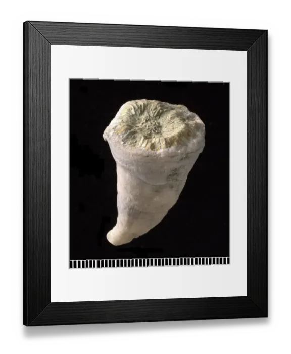 Framed Print : Streptelasma, coral Framed Print : Streptelasma, coral