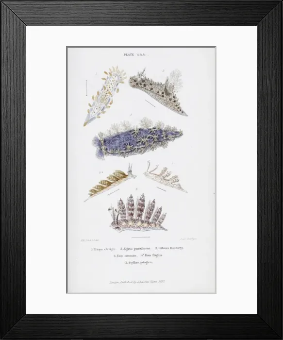 Framed Print : British Nudibranch Molluscs, Plate aA Framed Print : British Nudibranch Molluscs, Plate aA