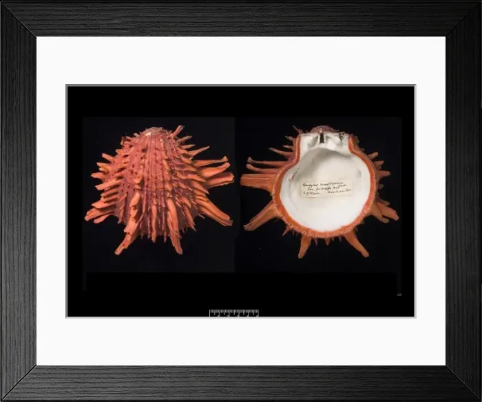 Framed Print : Spondylus pictorum, painted thorny oyster Framed Print : Spondylus pictorum, painted thorny oyster