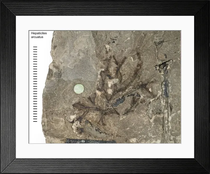 Framed Print : Hepaticites arcuatus Framed Print : Hepaticites arcuatus