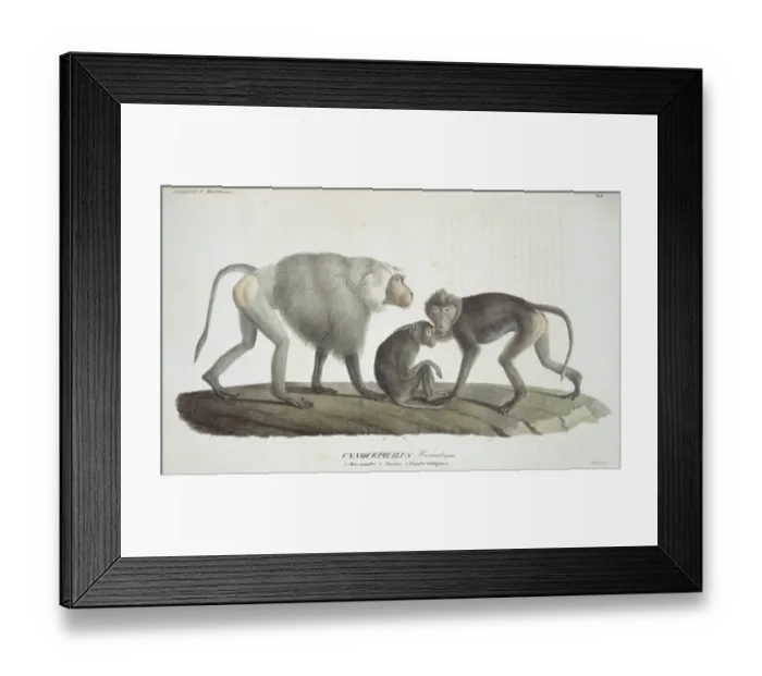 Framed Print : Papio hamadryas, hamadryas baboon Framed Print : Papio hamadryas, hamadryas baboon