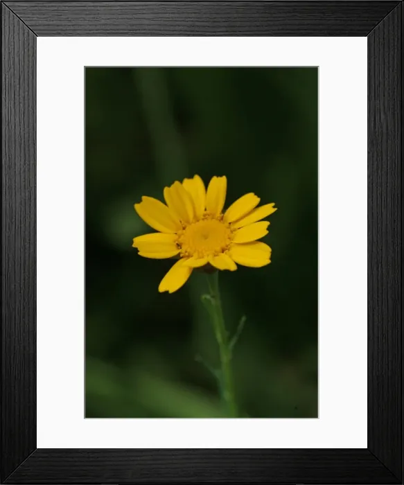 Framed Print : Chrysanthemum segetum, corn marigold Framed Print : Chrysanthemum segetum, corn marigold