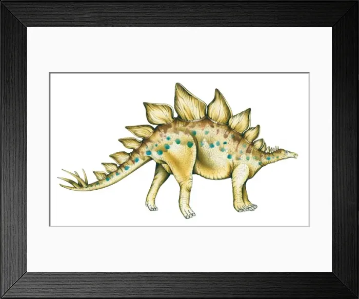 Framed Print : Stegosaurus Framed Print : Stegosaurus