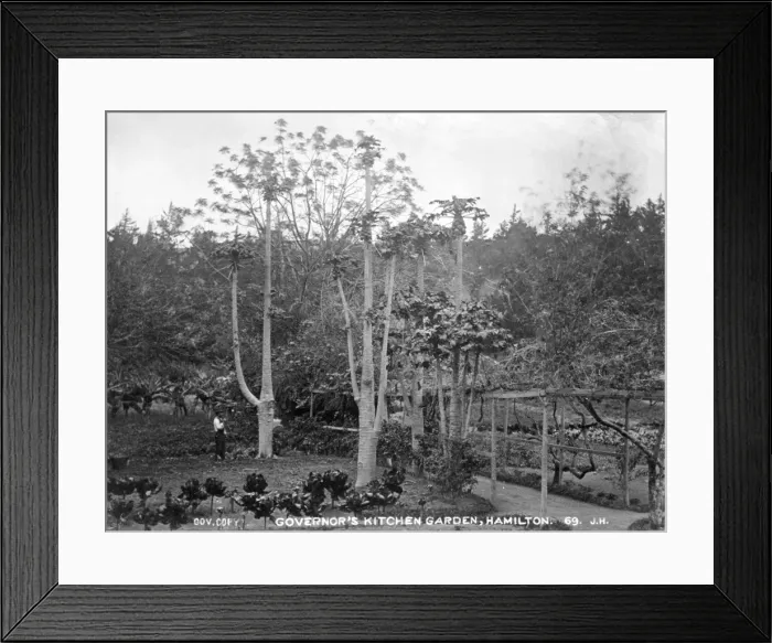 Framed Print : The Governors Kitchen Garden, Bermuda 1873 Framed Print : The Governors Kitchen Garden, Bermuda 1873