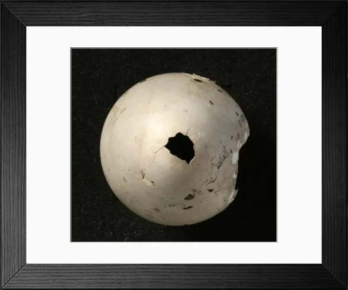 Framed Print : Pinguinus impennis, great auk Framed Print : Pinguinus impennis, great auk