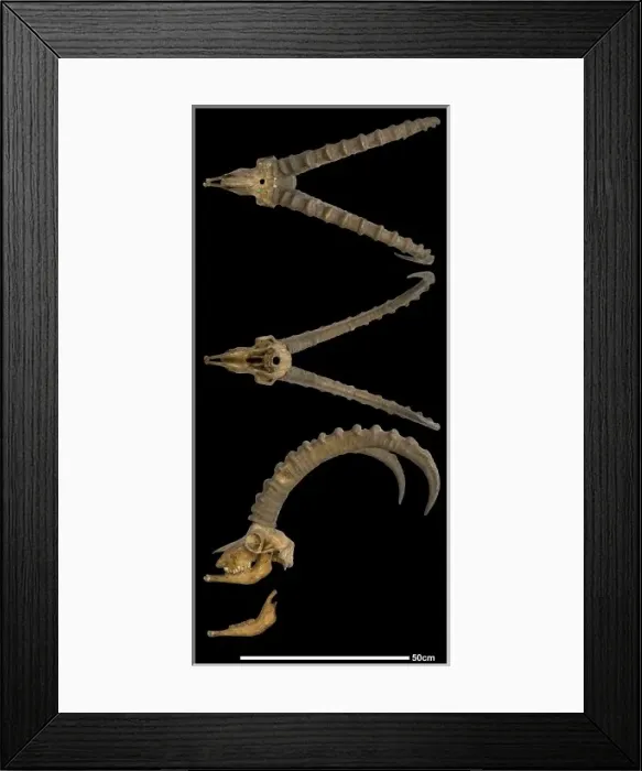 Framed Print : Capra ibex, alpine ibex Framed Print : Capra ibex, alpine ibex