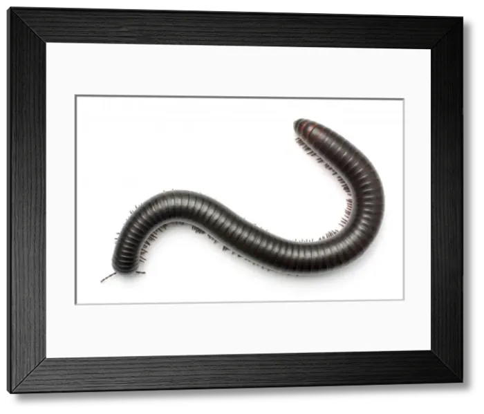 Framed Print : Archispirostreptus gigas, African giant black millipede Framed Print : Archispirostreptus gigas, African giant black millipede