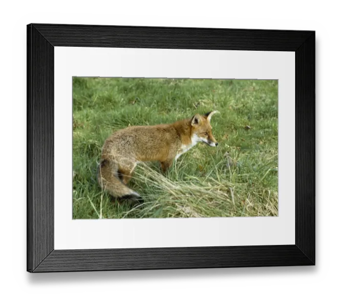 Framed Print : Vulpes vulpes, red fox Framed Print : Vulpes vulpes, red fox