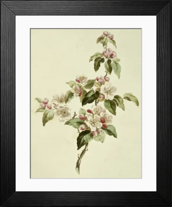 Framed Print : Folio 7 from A Collection of Flowers by John Edwards Framed Print : Folio 7 from A Collection of Flowers by John Edwards
