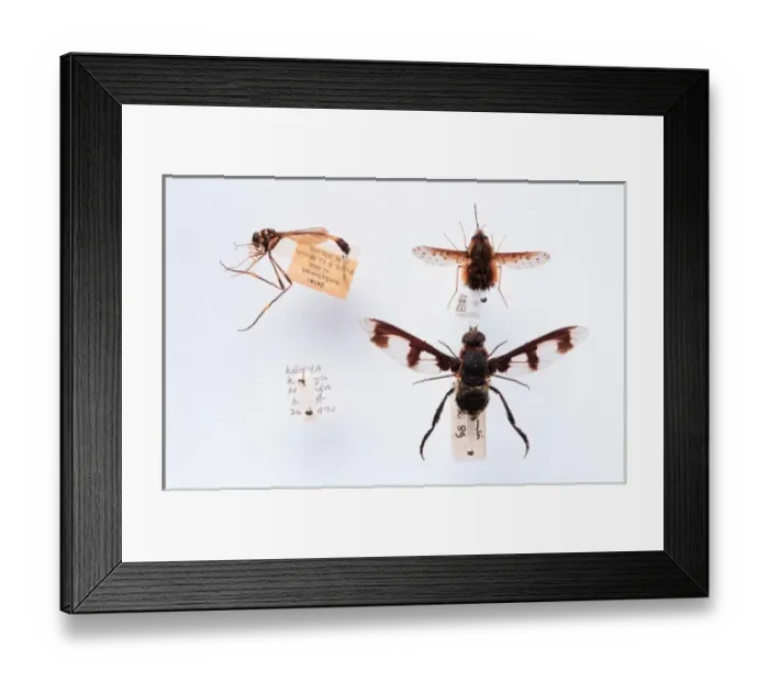Framed Print : Bombyliidae specimens Framed Print : Bombyliidae specimens