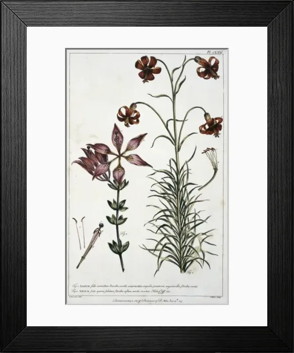 Framed Print : Lilium philadelphicum L. & Lilium pomponium Framed Print : Lilium philadelphicum L. & Lilium pomponium