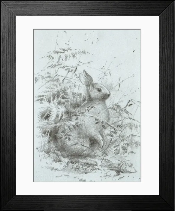 Framed Print : Oryctolagus cuniculus, European rabbit Framed Print : Oryctolagus cuniculus, European rabbit