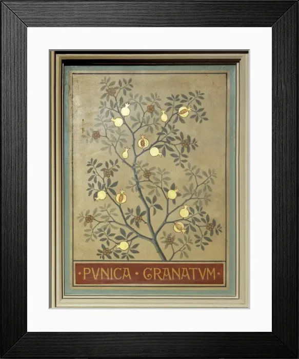 Framed Print : Punica granatum, pomegranate Framed Print : Punica granatum, pomegranate
