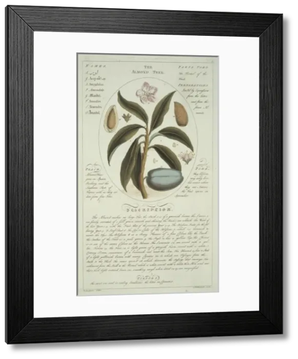 Framed Print : Prunus sp. almond tree Framed Print : Prunus sp. almond tree