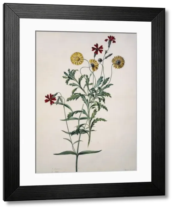 Framed Print : Arctotis sp. South African daisy Framed Print : Arctotis sp. South African daisy