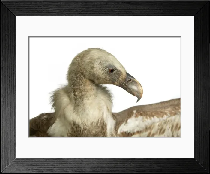 Framed Print : Gyps fulvus, Eurasian griffon vulture Framed Print : Gyps fulvus, Eurasian griffon vulture