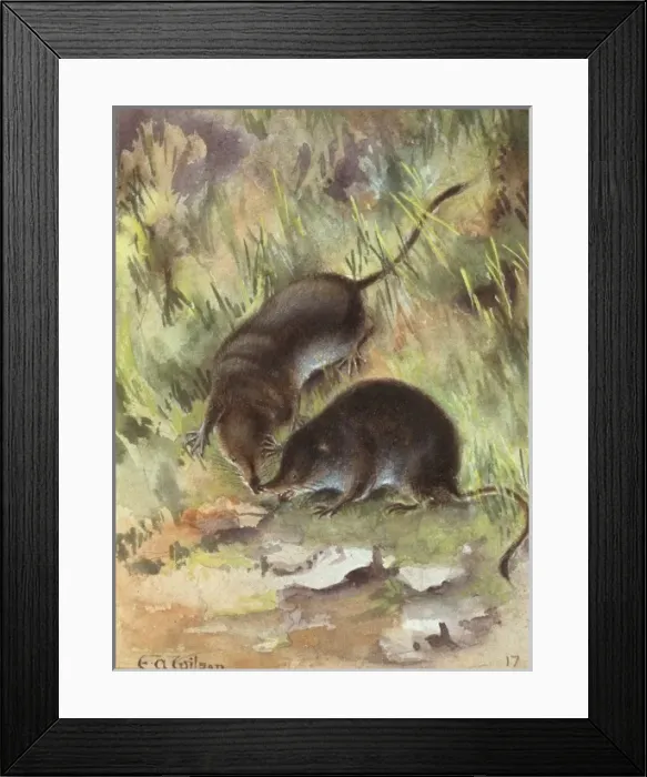 Framed Print : Sorex araneus, Eurasian shrew Framed Print : Sorex araneus, Eurasian shrew