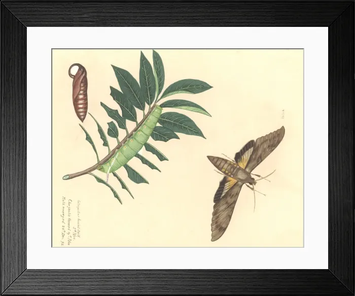 Framed Print : Cocytius antaeus antaeus Drury, giant sphinx moth Framed Print : Cocytius antaeus antaeus Drury, giant sphinx moth