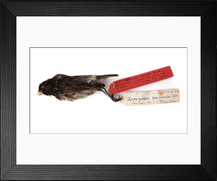 Framed Print : Camarhynchus parvulus, small tree finch Framed Print : Camarhynchus parvulus, small tree finch