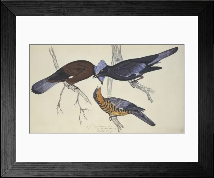 Framed Print : Cochoa purpurea, purple cochoa Framed Print : Cochoa purpurea, purple cochoa