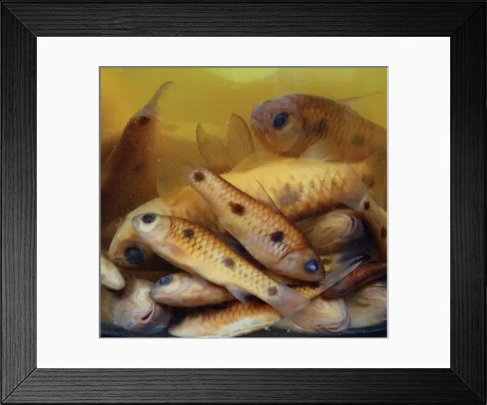 Framed Print : Cyprinid fish Framed Print : Cyprinid fish