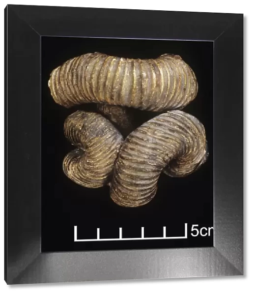 Nipponites mirabilis, ammonite