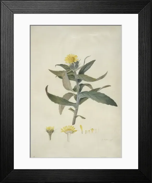Framed Print : Senecio pseudoarnica Less. seaside ragwort Framed Print : Senecio pseudoarnica Less. seaside ragwort