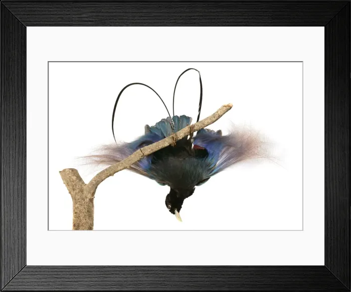 Framed Print : Paradisaea rudolphi, blue bird of paradise Framed Print : Paradisaea rudolphi, blue bird of paradise