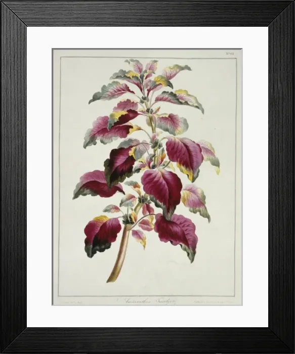 Framed Print : Amaranthus tricolor, Josephs coat Framed Print : Amaranthus tricolor, Josephs coat